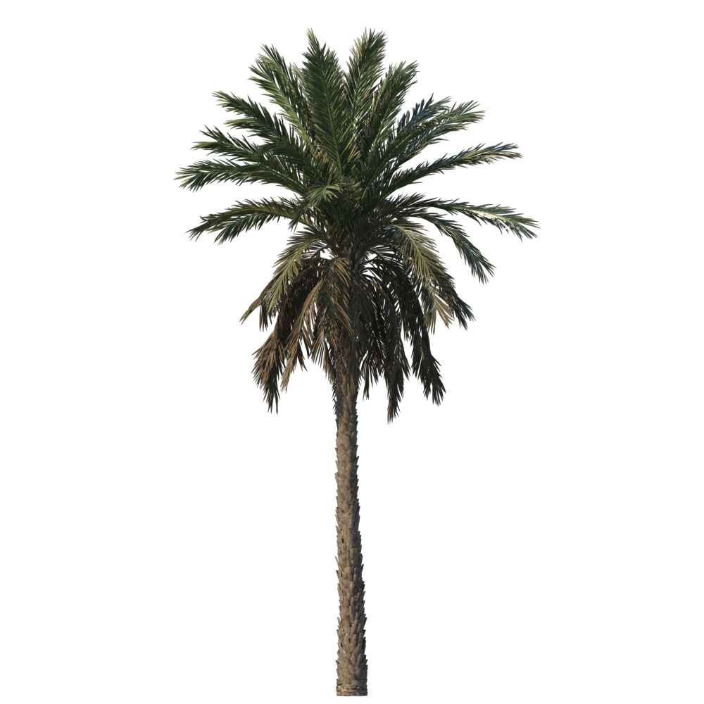 Salomon Mirage Palm Tree | Snowinn